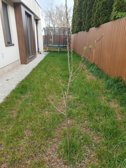 Szilvafánk most (2023)